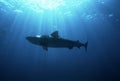 Aliwal Shoal Indian Ocean South Africa dusky shark (Carcharhinus obscurus) low angle view Royalty Free Stock Photo