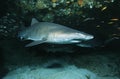 Aliwal Shoal Indian Ocean South Africa Sand tiger shark (Carcharias taurus) in cave Royalty Free Stock Photo