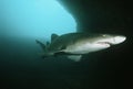 Aliwal Shoal Indian Ocean South Africa sand tiger shark (Carcharias taurus) in underwater cave Royalty Free Stock Photo