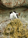 Alk, Razorbill, Alca torda