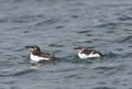 Alk, Razorbill, Alca torda