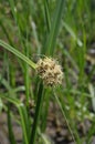 Alkali Bulrush Flowering Near Soap Lake, Washington Royalty Free Stock Photo