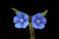 Alkanet flowers against black