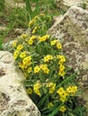 Alkanna cf. froedinii flower in Alborz Mountains , flora Iran