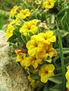 Alkanna cf. froedinii flower in Alborz Mountains , flora Iran