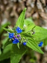 Alkanna tinctoria close up Royalty Free Stock Photo