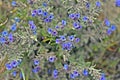 Alkanna tinctoria, the dyer`s alkanet, spring flowers Royalty Free Stock Photo