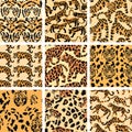 Jungle Cat Camouflage Collection, High-Quality Seamless Prints for Apparel and Design. Royalty Free Stock Photo