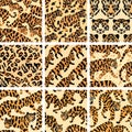 Jungle Cat Camouflage Collection, High-Quality Seamless Prints for Apparel and Design. Royalty Free Stock Photo