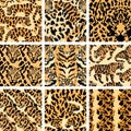 Jungle Cat Camouflage Collection, High-Quality Seamless Prints for Apparel and Design. Royalty Free Stock Photo