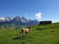 Alpine valley Toggenburg near Wildhaus, Switzerland. Royalty Free Stock Photo