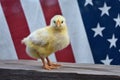 An all American Chick with flag Royalty Free Stock Photo