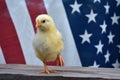 An all American Chick with flag Royalty Free Stock Photo