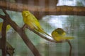 All animal zoo outdoor metal fence. sitting on sad