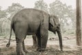 Elephant Breeding Center Chitwan, Nepal