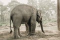 Elephant Breeding Center Chitwan, Nepal Royalty Free Stock Photo