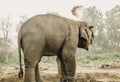 Elephant Breeding Center Chitwan, Nepal Royalty Free Stock Photo