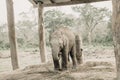 Elephant Breeding Center Chitwan, Nepal