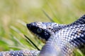 An all black eastern hognose snake flaring out it& x27;s neck in a defensive mechanism. This snake is harmless but will puff