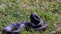 An all black eastern hognose snake flaring out it& x27;s neck in a defensive mechanism. This snake is harmless but will puff