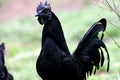 All Black Rooster The Ayam Cemani Named Vlad