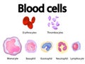 All blood cells scientific overview vector image Royalty Free Stock Photo