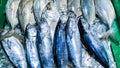 All Blue Fish Royalty Free Stock Photo