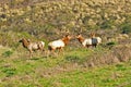 A herd of bull Elks Royalty Free Stock Photo