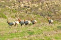 A herd of bull Elks Royalty Free Stock Photo