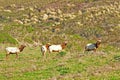 A herd of bull Elks Royalty Free Stock Photo