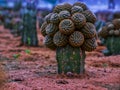 all cacti are succulents plant