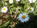 All daisies are innocence