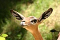 All Ears Deer (Gerenuk) Royalty Free Stock Photo