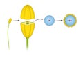 Structure of stamens of flowering plants