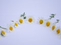 Marguerites lined up in a white bottom