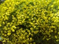 All focus, flower, yellow, nature, field, spring, plant Royalty Free Stock Photo