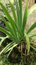 Iris tectorum leaves in the garden