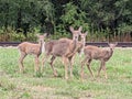 All four deer I seen by train tracks end of summertime Royalty Free Stock Photo