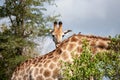 ALL Giraffe 7622 Royalty Free Stock Photo