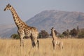 ALL Giraffe 6828 Royalty Free Stock Photo