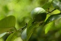Branch of a lemon tree with one lemon on it Royalty Free Stock Photo