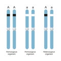 Difference Between Homozygous and Heterozygous Royalty Free Stock Photo