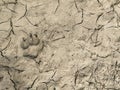 All kinds of animal footprints in the sand