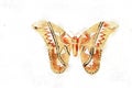 All kinds of beautiful watercolor butterfly illustrations