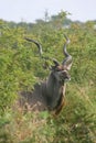 ALL Kudu 4769 Royalty Free Stock Photo