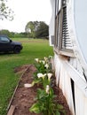 All lilies perfectly in a row complimenting home