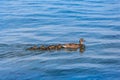 All Little Ducklings Behind Mum Royalty Free Stock Photo