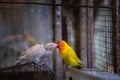 All about love so beautiful alway, beautiful yellow-white parrot Royalty Free Stock Photo