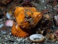 Orange False Stonefish. Scorpaenopsis diabola. All a Matter of Scale