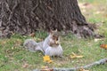 All mine... determination, persistence paid of.. You go Squirrel, finders keepers, eating my nuts